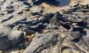 Khu rừng hóa thạch 40.000 năm phát lộ sau bão