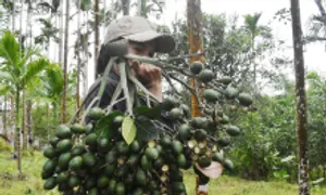 Trung Quốc chi tiền gấp đôi mua cau Việt